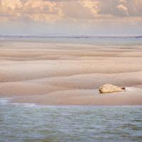 phoques baie de somme